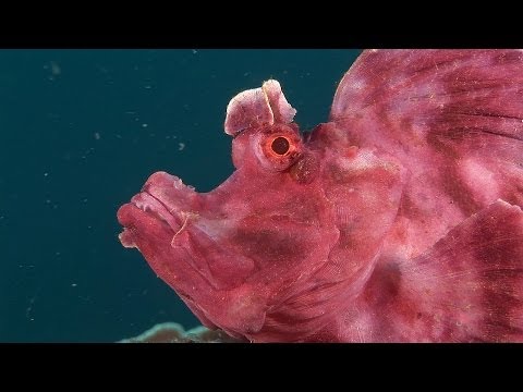 Mucky Secrets - Part 14 - Scorpionfishes, Rhinopias, Lionfishes - Lembeh Strait