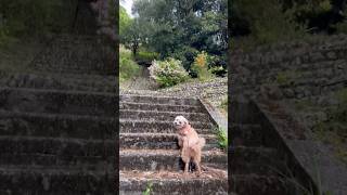 【しゃくれ犬クレール】 小さい体で階段を一所懸命登る羊カットのトイプードル 【犬の日常】