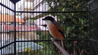 Download lagu Terapi Cendet  STRESS cepet  NYAUT dan pasti bakal Ikutan NARUNG mp3