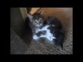 Игривые котята. Детки кота Василия и Рапунцель (Playful kittens of Vasiliy cat and ...