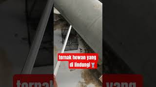 Download lagu panen ternak yang di lindungi bagudung 🐀 #reelsvideo #jalanyangjauhjanganlupapulang #videoshort mp3 Download lagu panen ternak yang di lindungi bagudung 🐀 #reelsvideo #jalanyangjauhjanganlupapulang #videoshort mp3