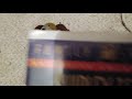 Bright Eyes 1994 VHS Review