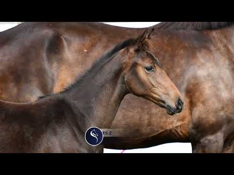 DUCHESSE DES FLAGUES Z