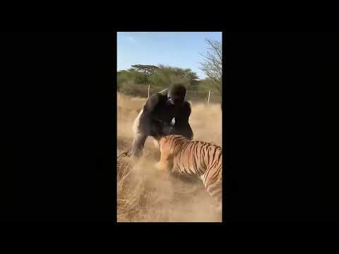 Tiger Vs Gorilla Dangerous