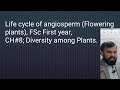 Life Cycle Of Angiosperms Flowering Plants