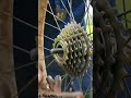 Normal Cycle To Gear ‍ ️ Shorts