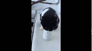 A cat saying "yummy"? in Santorini Island／”うまい”と言いながらミルクを飲む猫ちゃん inサントリーニ島