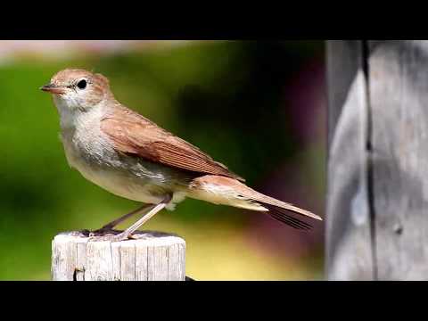Common Nightingale (Luscinia megarhynchos) - Ruiseñor común