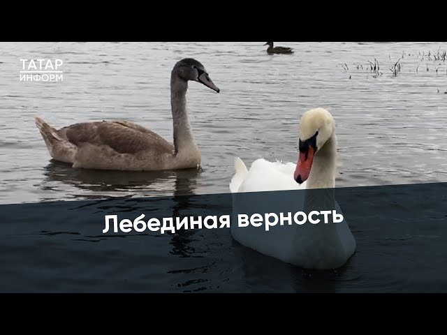 Лебеди не бросили своего товарища в беде и могут погибнуть