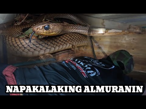 KING COBRA ANG SUMBONG NG TAUHAN NA NATUTULOG SA KWARTO 