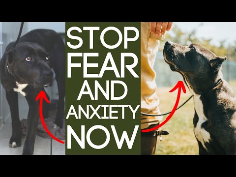 How To Stop Dog Fear And Anxiety