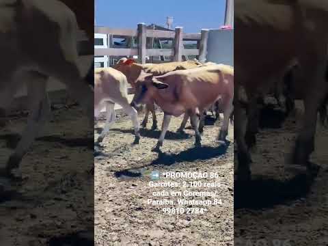 86 Garrotes: 2.100 reais cada em Coremas/ Paraíba. Whatsapp 84 99810 2784*#gado