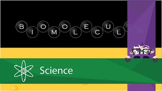 Biomolecules - The Lipids