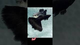 Top 5 imported Guppy fish 🐠🥰