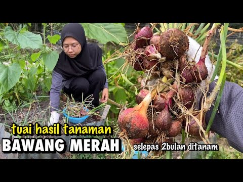 , title : 'INILAH HASIL BAWANG MERAH selepas 2bulan ditanam'