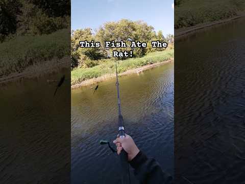 This Fish Ate A Rat! #fishingvideo #fishing #bigfish #cool