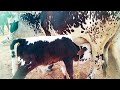 Bull Calf Feeding Cows Video
