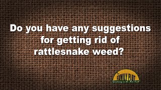 Q&A – How do you get rid of rattlesnake weed?