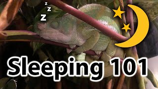 How does a chameleon sleep?