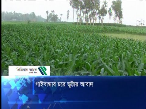 গাইবান্ধার চরে ভুট্টার আবাদ