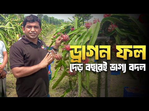 ড্রাগন ফল দেড় বছরইে তনি বঘিা জমি থকেে ১৪ লাখ টাকার ড্রাগন ফল