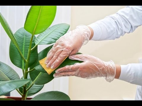 , title : 'pielęgnacja roślin - care of plants'