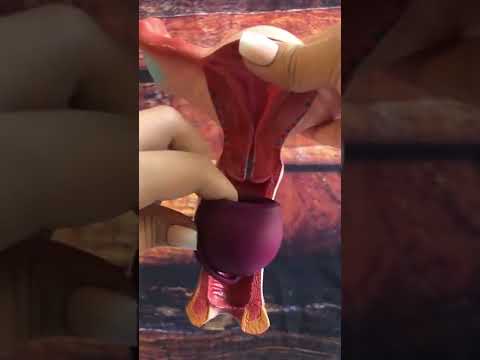 Merula  - Copa Menstrual