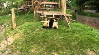 preview picture of video 'Giant Pandas Eating & Playing, Chengdu, China'