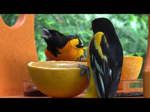 Feeding Orioles with the JCs Wildlife Ultimate Oriole Bird Feeder