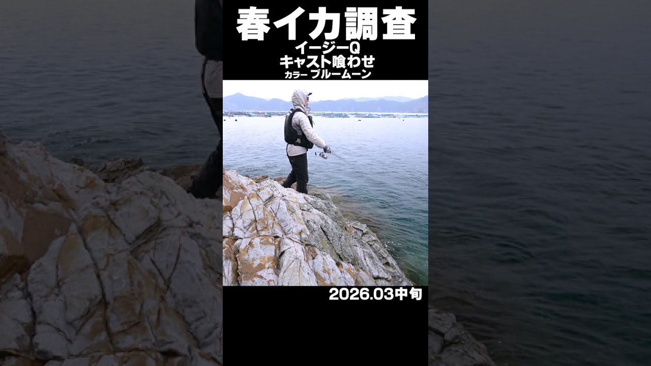 春イカ調査！パート1　キャスト喰わせ新色の「ブルームーン」での釣果！#春イカ #パタパタ #喰わせ #エギング #ブルームーン
