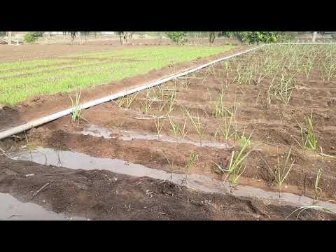 download lagu mp3 mp4 Drip Irrigation For Sugarcane In Maharashtra, download lagu Drip Irrigation For Sugarcane In Maharashtra gratis, unduh video klip Drip Irrigation For Sugarcane In Maharashtra