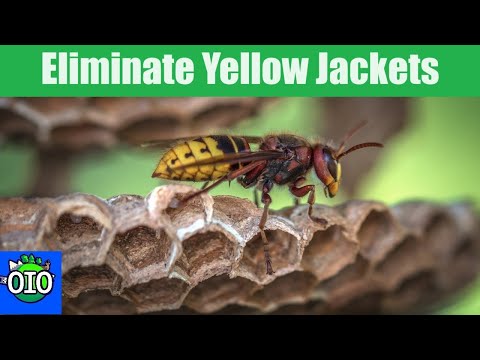 Say Goodbye to Wasps! Safe & Natural Elimination with Household Items