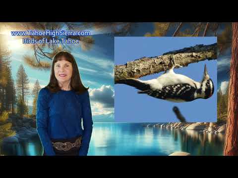 Hairy Woodpeckers Chirp and Peck at Lake Tahoe 🐤 #birdsounds