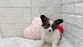 パピヨンの動画01