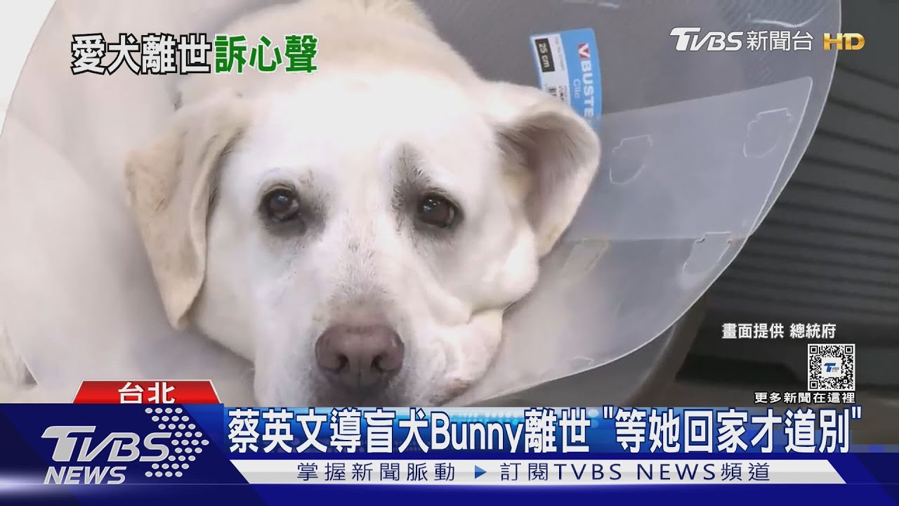蔡英文導盲犬Bunny離世「等她回家才道別」 林逸欣寫歌給愛貓