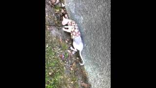 Axxis is the sphynx - out for a walk part 1