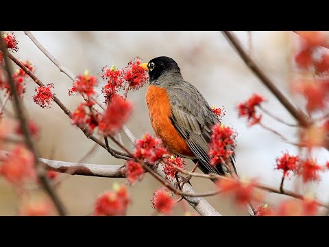 Drozd sťahovavý (Turdus migratorius) — spev a hlas v prírode