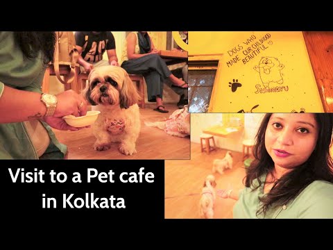 Visiting pet cafe with my puppies  | Celebrating my puppy's birthday in a pet cafe Video