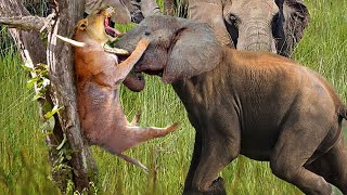 Angry Elephant attacks Lion very hard Wild Animals