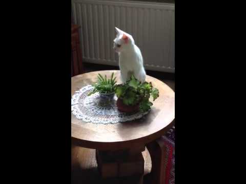 download lagu mp3 mp4 فضول محله, download lagu فضول محله gratis, unduh video klip Download فضول محله Mp3 dan Mp4 Viral Gratis