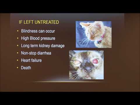 Radioactive I-131 Therapy For Feline Hyperthyroidism