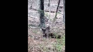 CREEPY encounter with something in the Appalachian Mountains