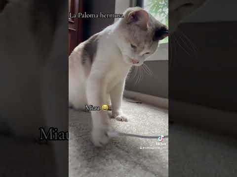 #tiktok #entrenimiento #gatitos