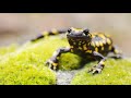 Balkan Mosor Salamander And Dinaric Vole