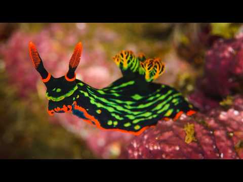 10 Hours Of Weird And Wonderful Sea Slugs - Ambience - Sleep - Meditation - Stress Relief