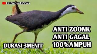 Download lagu SUARA BURUNG RUAK RUAK PALING AMPUH DURASI PENDEK mp3