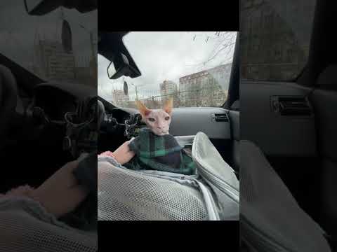 🐼 Funny animals 😹 חֵלֶק: 0641