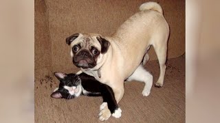 Funny PUGS and CATS - Weir combination for ULTRA LAUGHS!