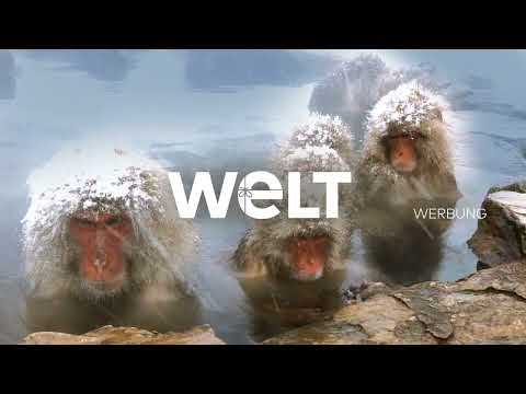 WELT Werbetrenner – Affen (Weihnachten 2021)
