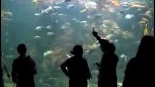 National Day of Action  California Academy of Sciences